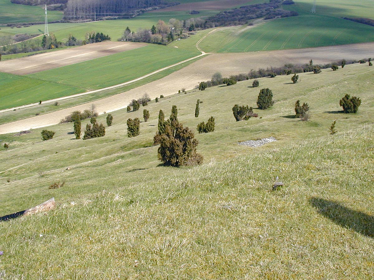 Wacholderheide